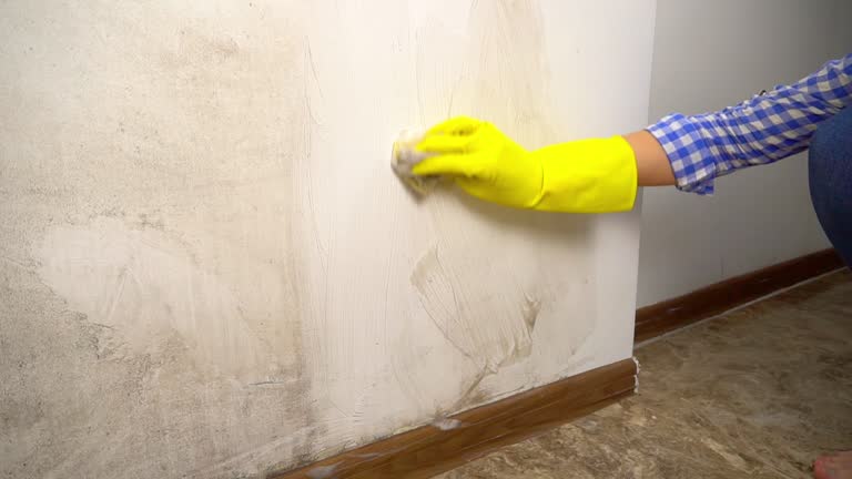 Trusted Dover Beaches North, NJ Mold Removal Experts