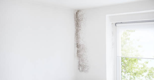 Best Attic Mold Removal  in Dover Beaches North, NJ