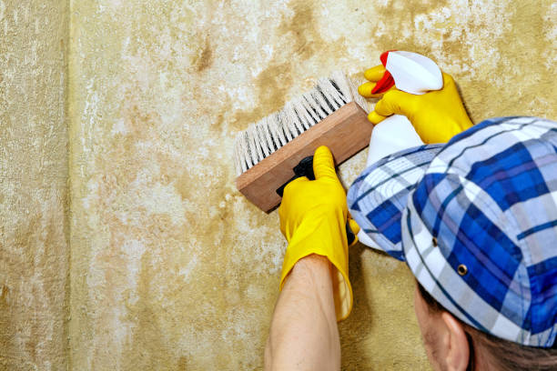 Best Air Quality Testing for Mold Spores  in Dover Beaches North, NJ