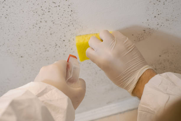 Best Real Estate Mold Inspection  in Dover Beaches North, NJ
