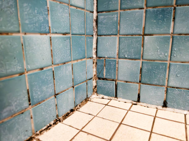 Best Biohazard Mold Removal  in Dover Beaches North, NJ