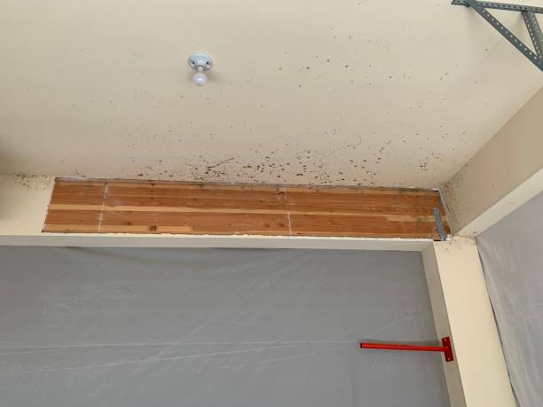 Best Post-Construction Mold Inspection  in Dover Beaches North, NJ