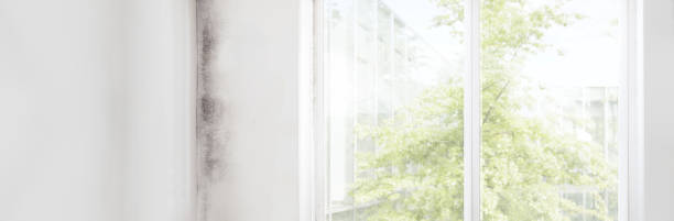 Best Comprehensive Air Testing for Mold Contaminants  in Dover Beaches North, NJ