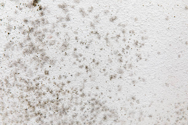 Best Mold Damage Restoration  in Dover Beaches North, NJ