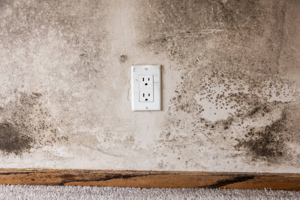 Best Airborne Mold Testing  in Dover Beaches North, NJ