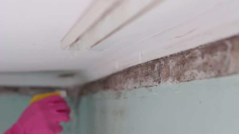 Best Basement Mold Removal  in Dover Beaches North, NJ
